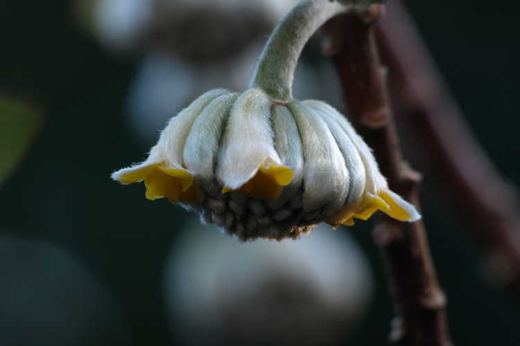 Edgeworthia chrysantha (golden paperbush)