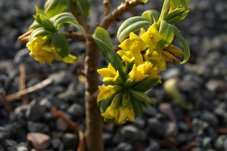 Daphne pseudomezereum (yellow daphne)