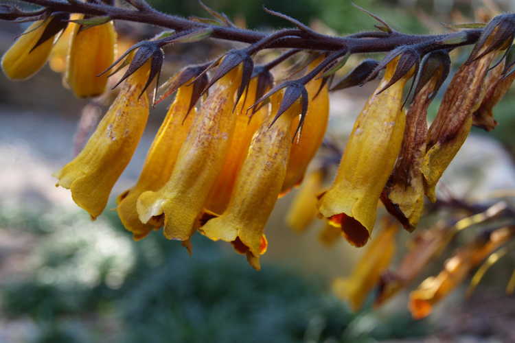 Titanotrichum oldhamii (gold false foxglove)