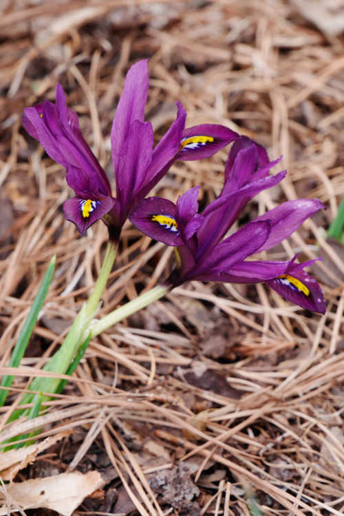 Iris [Reticulata Group] 'J. S. Dijt' (netted iris)