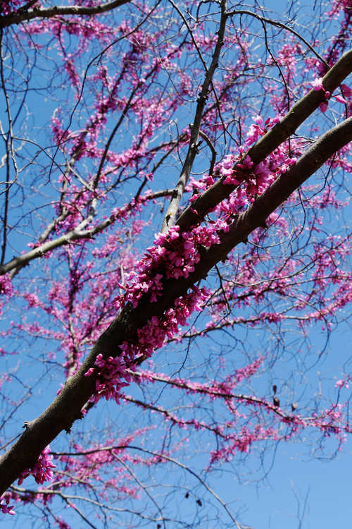 Cercis canadensis 'Ace of Hearts' (compact eastern redbud)