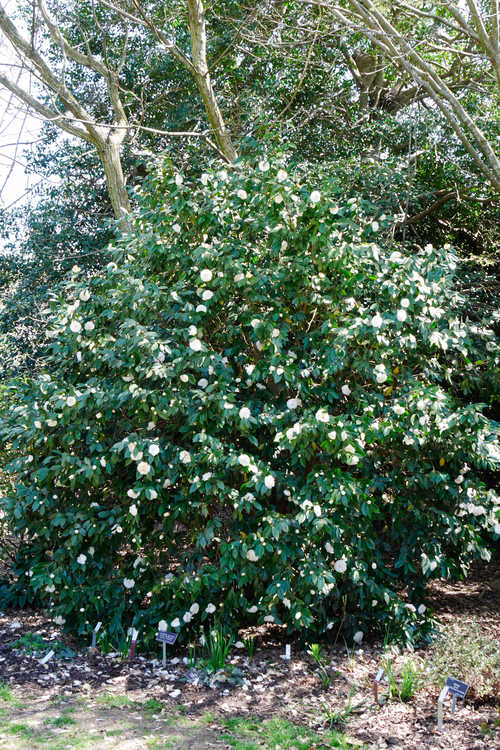 Camellia japonica 'White Perfection' (Japanese camellia)