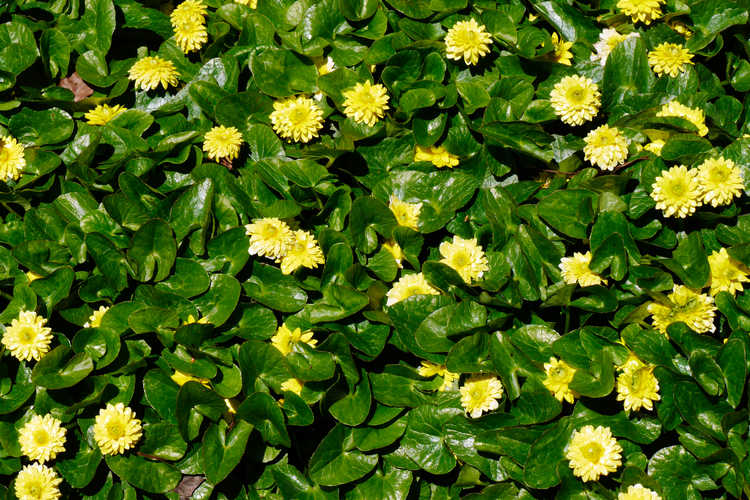 Ficaria verna Flore Pleno Group (double-flowered fig buttercup)