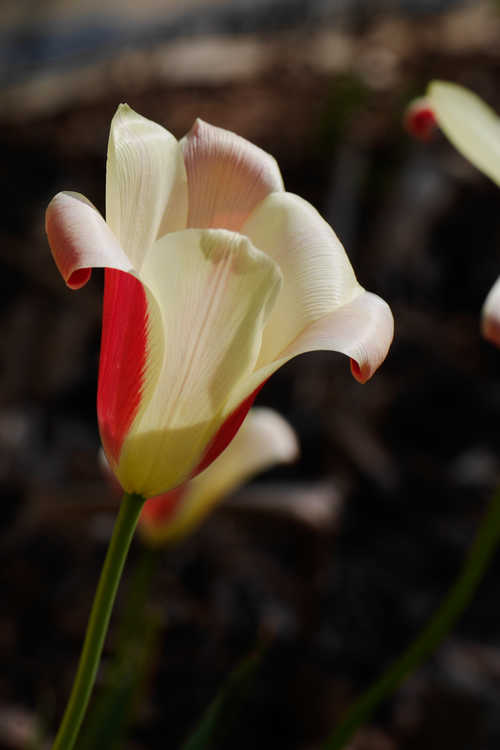 Tulipa clusiana 'Cynthia' (lady tulip)
