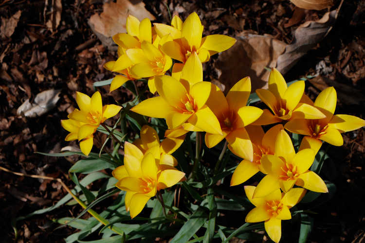 Tulipa clusiana var. chrysantha (golden lady tulip)