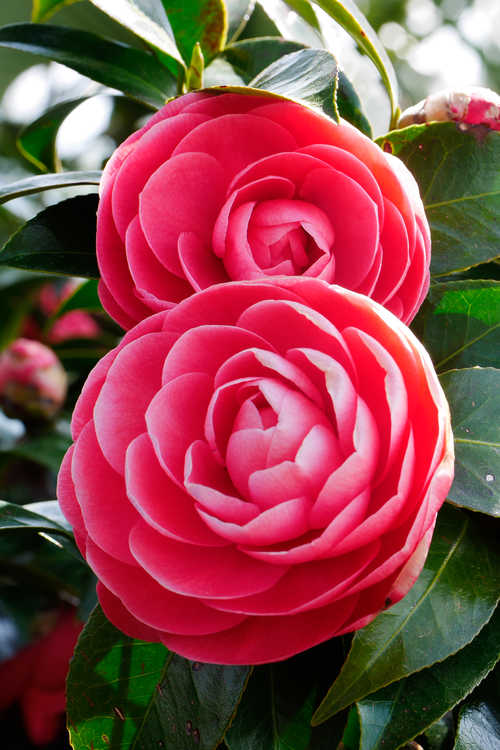 Camellia japonica 'Jacks' (Broadrose Japanese camellia)