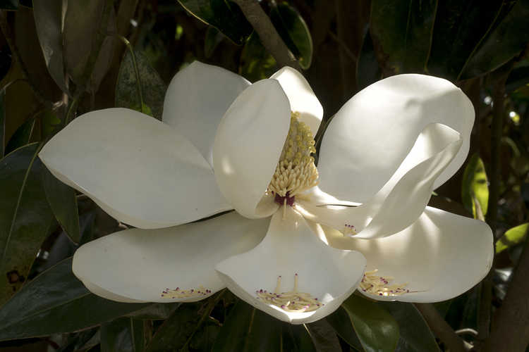 Magnolia grandiflora 'Tmgh' (Alta columnar Southern magnolia)