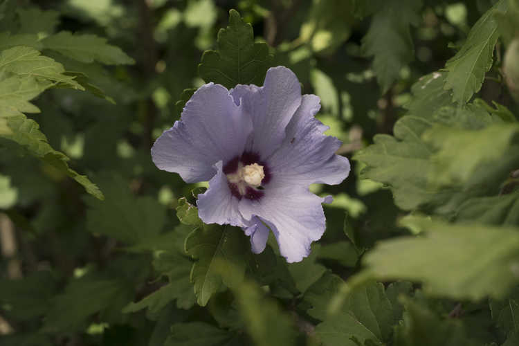 Hibiscus syriacus 'Marina' (Blue Satin rose-of-Sharon)