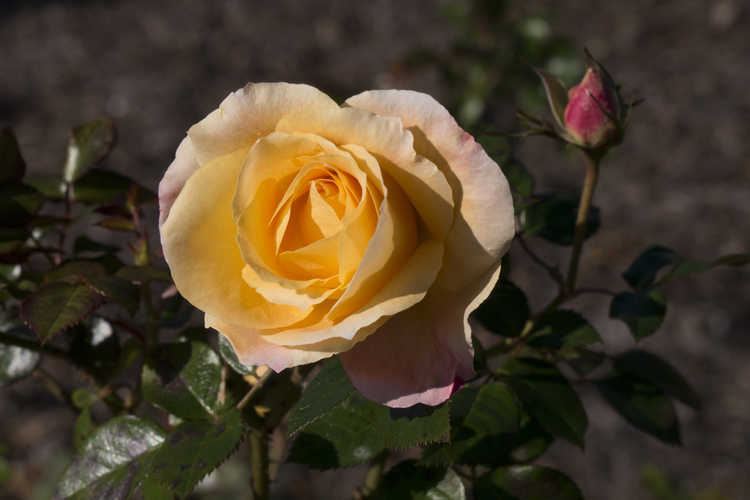 Rosa 'Frycentury' (Day Breaker floribunda rose) - Photographs by Susan Bailey