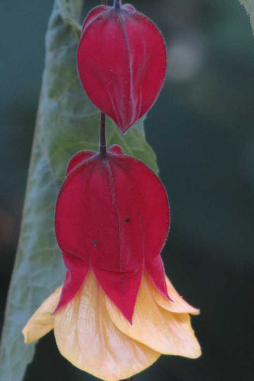 Abutilon megapotamicum 'Little Imp' (flowering maple)