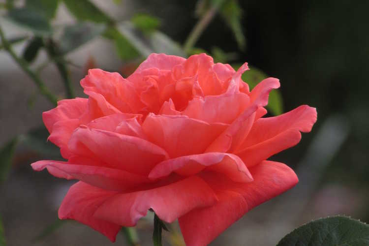Rosa 'Tanorstar' (Tropicana tea rose)