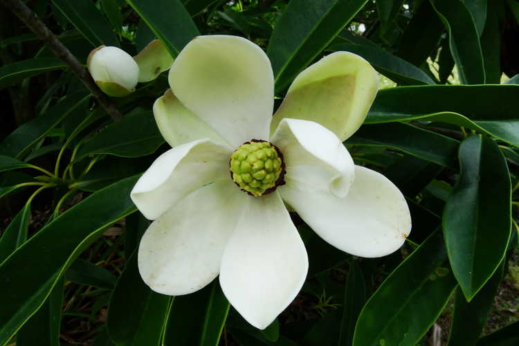 Magnolia yuyuanensis (Yunnan wood-lotus)