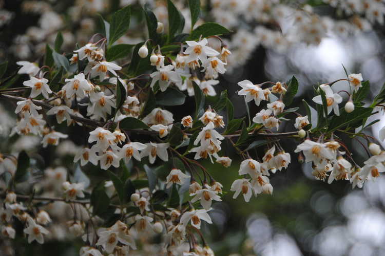 Styrax japonicus 'Crystal' (Japanese snowbell)