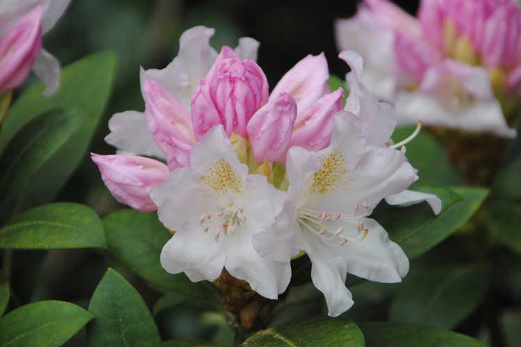 Rhododendron degronianum subsp. yakushimanum (yak rhododendron)