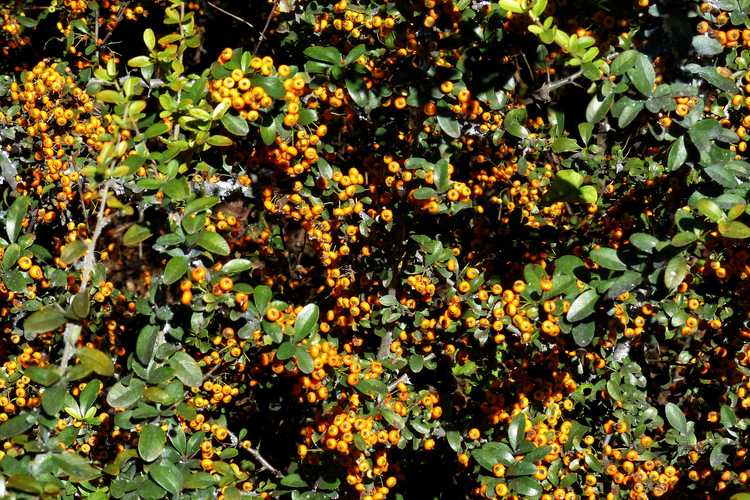 Pyracantha 'Cadange' (Saphyr Orange firethorn)