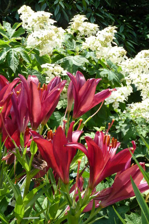 Lilium 'Red Alert' (hybrid lily)
