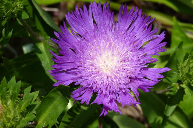 Stokesia laevis 'Honeysong Purple' (purple Stokes' aster)