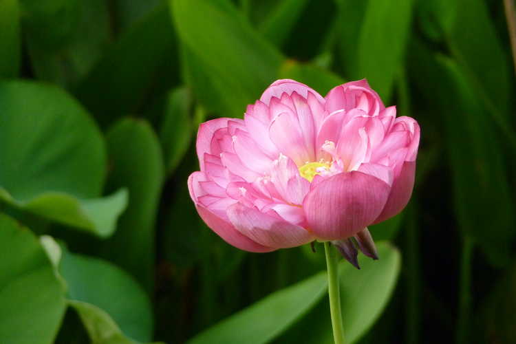 Nelumbo nucifera (sacred lotus)