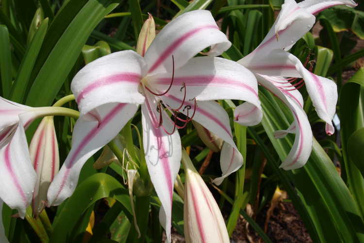 Crinum ×digweedii 'Mahon' (hybrid crinum-lily) - Enormous flowers grace this hybrid crinum lily found in South Carolina.
