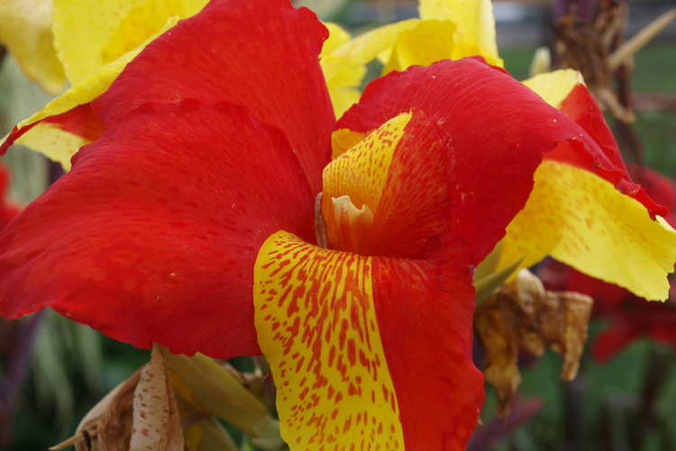 Canna 'Cleopatra' (canna-lily) - Old canna cultivar known for being a bicolor chimera.