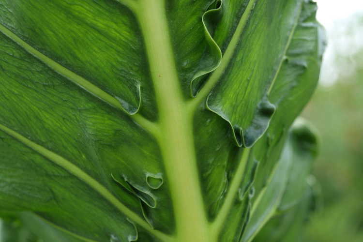 Alocasia macrorrhizos 'Shock Treatment' - Look at the back of this leaf!