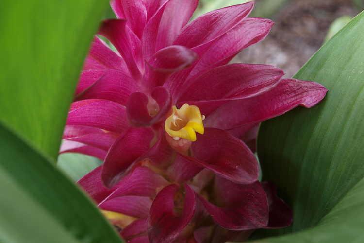 Curcuma 'Raspberry' (flowering pine-cone ginger) - We can almost taste this fruity ginger.