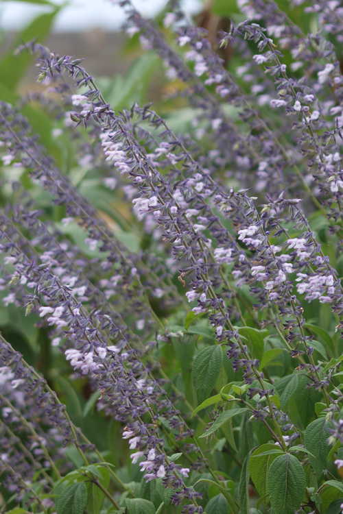Salvia 'Phyllis' Fancy' (flowering sage)