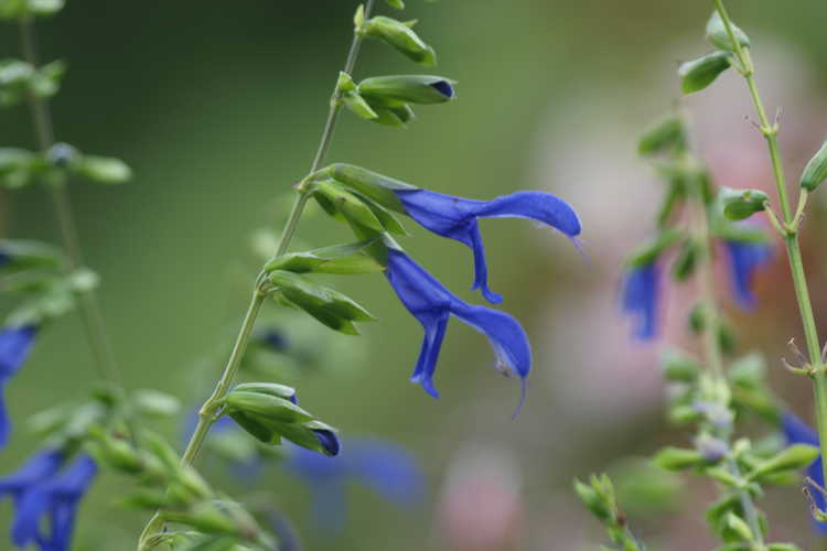 Salvia coerulea 'Cosquin' (blue anise sage)