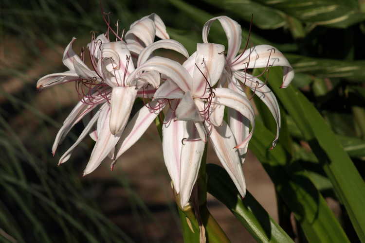Crinum ×digweedii 'Mahon' (hybrid crinum-lily)