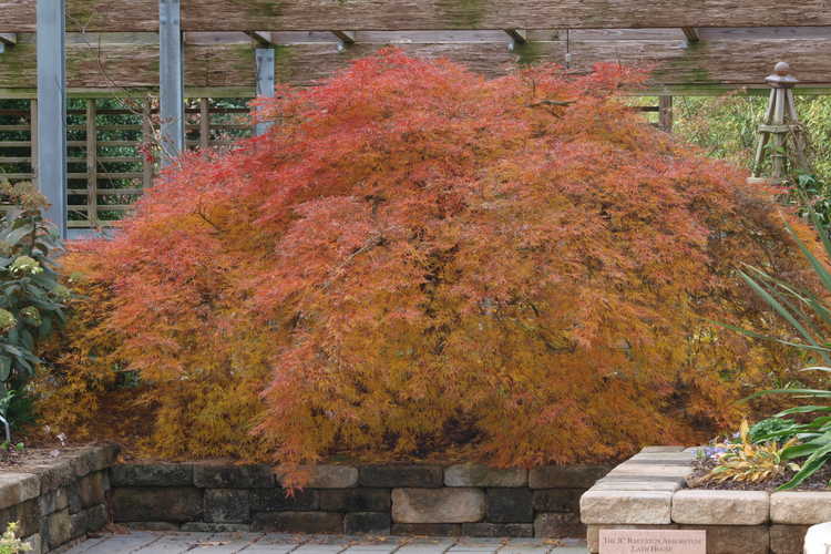 Acer palmatum 'Pendulum Julian' (red lace-leaf Japanese maple)