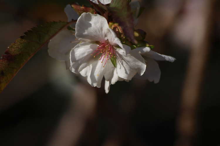 Prunus incisa 'Shikizaki' (weeping Fuji cherry)