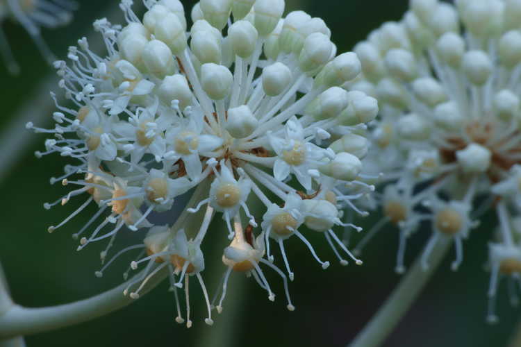 Fatsia japonica 'Variegata' (variegated Japanese fatsia)