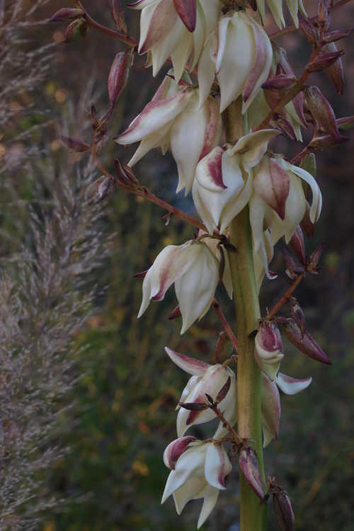 Yucca gloriosa 'Lone Star' (mound-lily yucca)