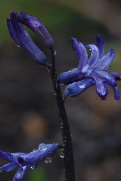 Hyacinthus 'Anastacia'