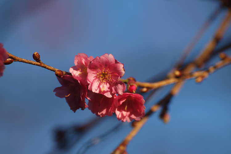 Prunus (NA 63480) (U.S. National Arboretum hybrid flowering cherry)