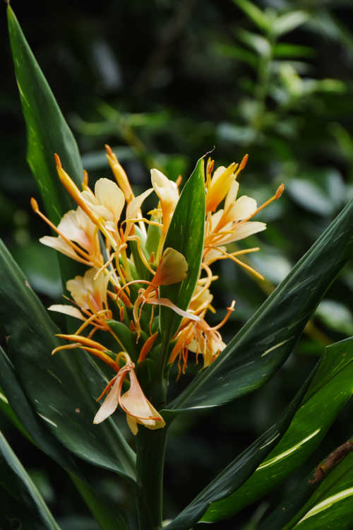 Hedychium 'Dr. Moy' (variegated ginger-lily)