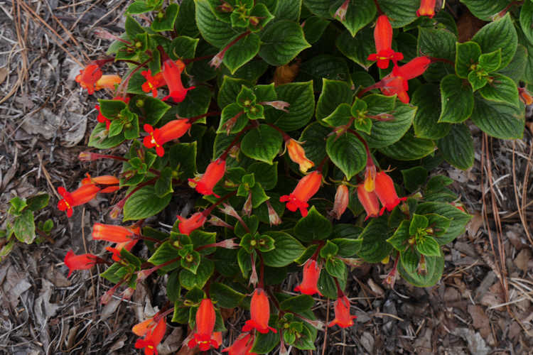 Seemannia nematanthodes 'Evita' (hardy gloxinia)