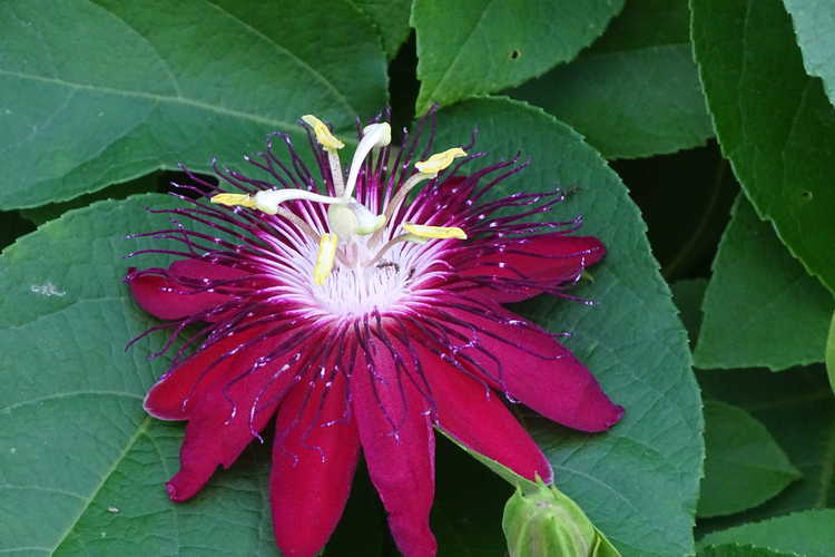 Passiflora 'Lady Margaret' (passion flower)