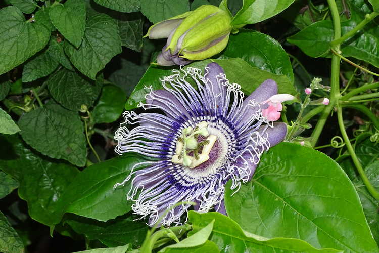 Passiflora 'Elizabeth' (passion flower)