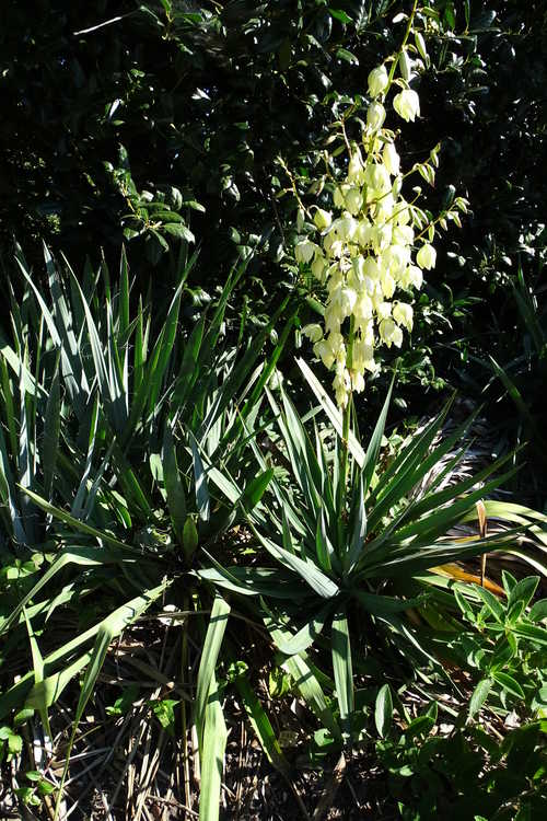 Yucca recurvifolia (curve-leaf yucca)