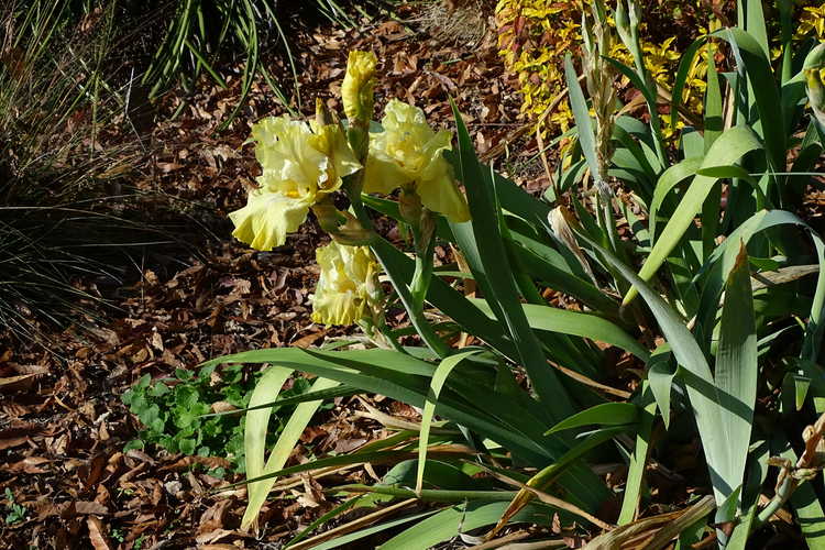 Iris 'Again and Again' (tall bearded reblooming iris)