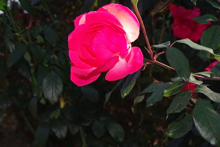 Rosa 'Radtreasure' (Tahitian Treasure grandiflora rose)