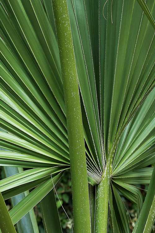 Sabal ×brazoriensis (hybrid palmetto)
