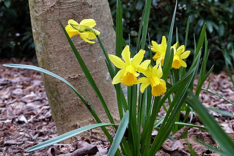 Narcissus 'February Gold' (cyclamineus daffodil)