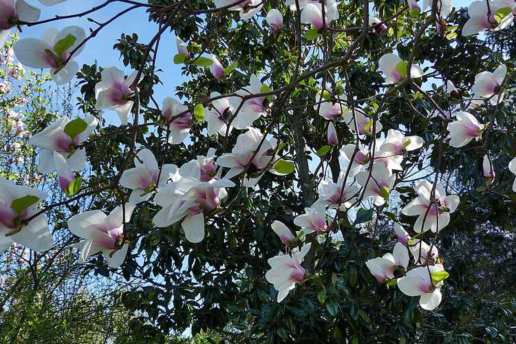 Magnolia 'Jon Jon' (Gresham hybrid magnolia)