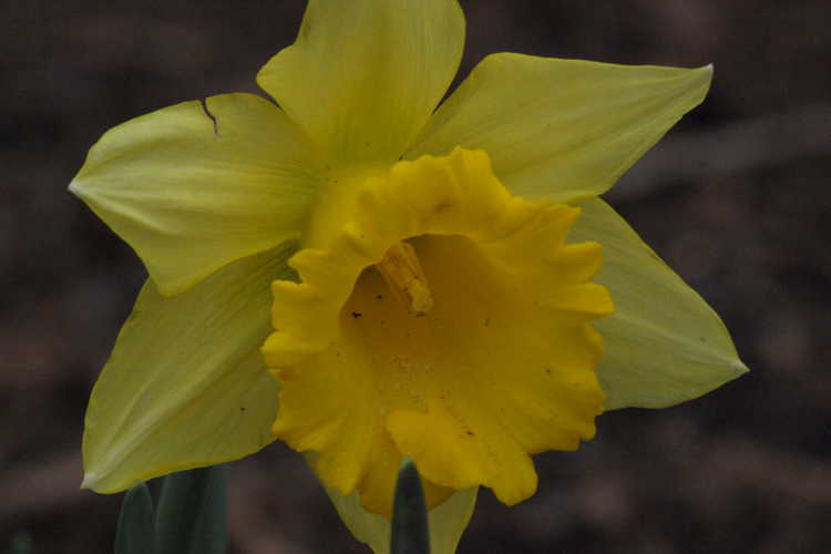 Narcissus 'Rijnveld's Early Sensation' (trumpet daffodil) - - typically one of the earliest of the traditional type daffodils to flower at the JCRA