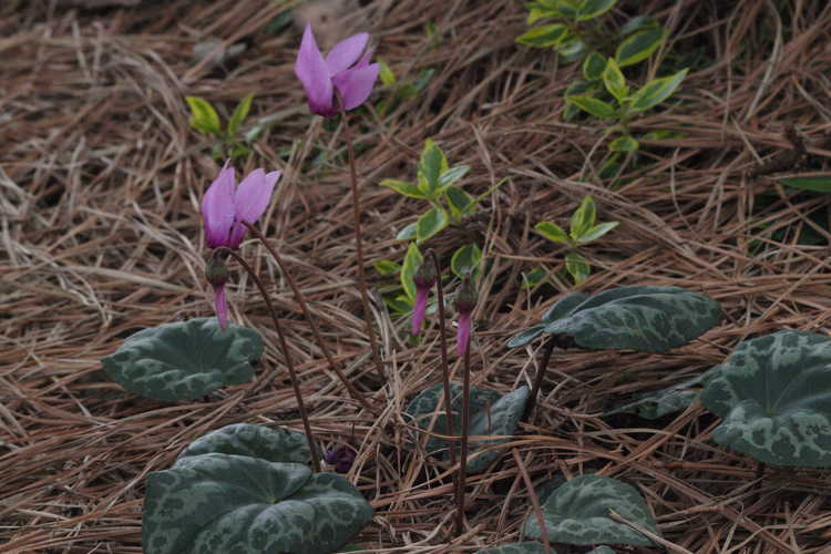 Cyclamen purpurascens - - summer flowering cyclamen, a bit confused by our warm weather