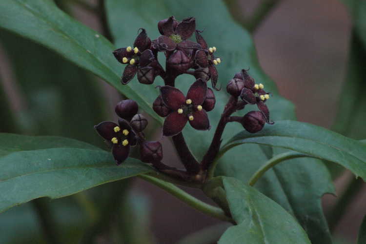 Aucuba chinensis (Chinese aucuba) - - dark and handsome flower (collected by Mark Weathington, Taiwan 2009)