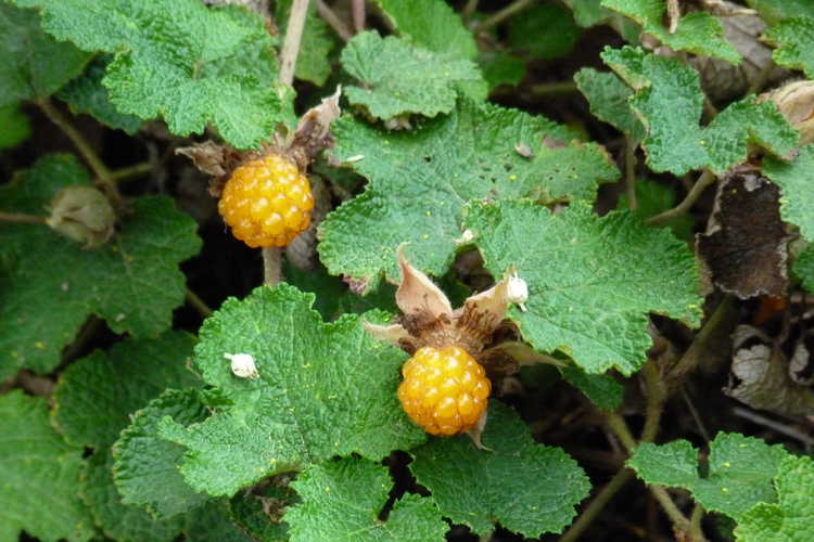 Rubus rolfei (creeping raspberry)