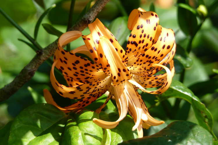Lilium lancifolium 'Flore Pleno' (double tiger lily)